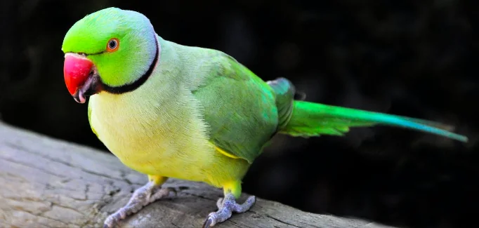 Biodiversità, i pappagalli cambiano casa